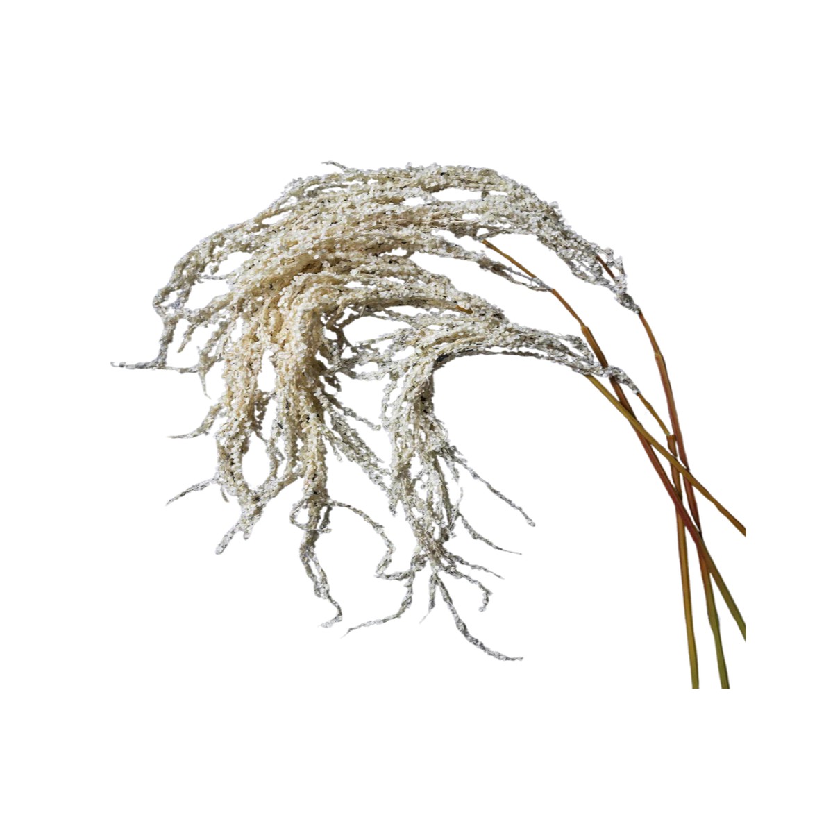 Cream Amaranthus